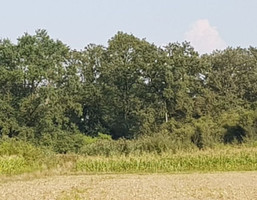 Morizon WP ogłoszenia | Działka na sprzedaż, Czernica, 9534 m² | 9017