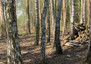 Morizon WP ogłoszenia | Działka na sprzedaż, Skolimów, 5887 m² | 1668