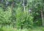 Morizon WP ogłoszenia | Działka na sprzedaż, Grębiszew, 1500 m² | 0467