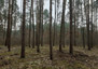 Morizon WP ogłoszenia | Działka na sprzedaż, Adamów-Parcel Łęgowa, 3180 m² | 1717